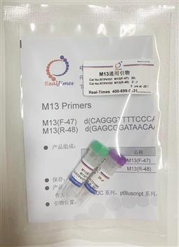 M13通用引物